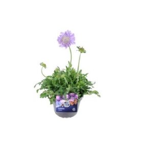 Daugiametė gėlė, žvaigždūnė "Butterfy Blue", vazonėlio skersmuo 13 cm.