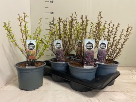 Dekoratyvinis krūmas, pūslenis putinalapis, vazonėlio skersmuo 17 cm.