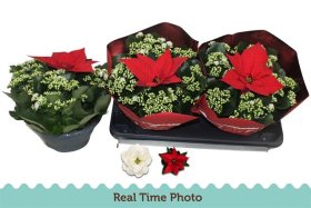 Kambarinis augalas, kalankė (Kalėdinė kompozicija), vazonėlio skersmuo 23 cm.