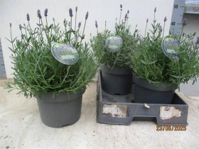 Daugiametė gėlė, levanda "Hidcote", vazonėlio skersmuo 23 cm.