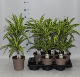 Kambarinis augalas, dracena "Lemon Lime", vazonėlio skersmuo 17 cm.