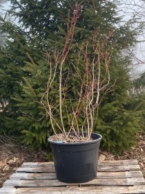 Vaiskrūmis, šilauogė, vazonėlio skersmuo 50 cm.