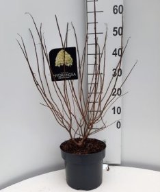 Dekoratyvinis krūmas, hortenzija šluotelinė "Limelight", vazonėlio skersmuo 24 cm.