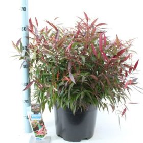 Dekoratyvinis krūmas, leukotoja "Burning Love", vazonėlio skersmuo 32 cm.