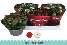 Kambarinis augalas, kalankė, vazono skersmuo 23 cm