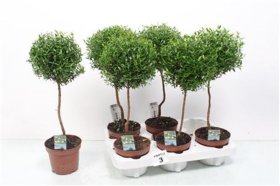 Kambarinis augalas, mirta ant stiebo, vazono skersmuo 12 cm.