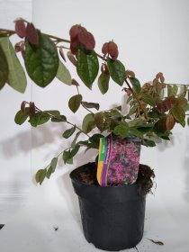 Dekoratyvinis krūmas, seketis kininis "Pipa's Red", vazonas 2 l.