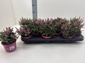 Dekoratyvinis krūmas, hebė "Bright Pink", vazonėlio skersmuo 11 cm.