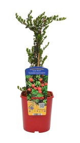 Vaiskrūmis, spanguolė stambiauogė, vazonas 2 l.