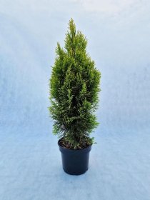 Spygliuotis, vakarinė tuja " Golden Smaragd", aukštis 50-60 cm., vazonas 5 l.