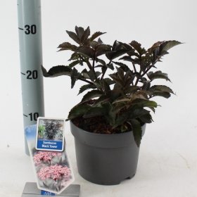 Dekoratyvinis krūmas, šeivamedis juoduogis "Black Tower", vazonėlio skersmuo 17 cm.