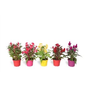 Kambarinis augalas, celiozija, vazonėlio skersmuo 12 cm.