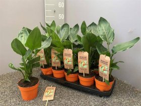 Kambarinis augalas, strelicija "Regin", vazonėlio skersmuo 13 cm.