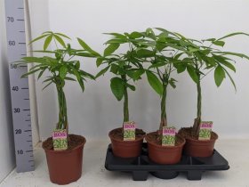 Kambarinis augalas, raivė, vazonėlio skersmuo 19 cm.