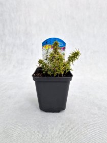 Daugiametė gėlė, flioksas ylalapis "White Delight", vazonėlio skersmuo 9 cm.