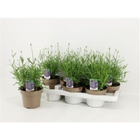 Daugiametė gėlė, levanda "Essence Purple", vazonėlio skersmuo 14 cm.