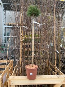 Spygliuotis, pušis dekoratyvinė "Tyc 749", ant stiebo, vazonėlio skersmuo 22 cm.