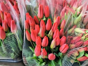 Skintos tulpės, 11 vnt.