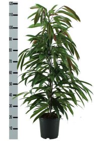 Kambarinis augalas, fikusas "Amstel King", vazonėlio skersmuo 21 cm.