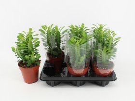 Kambarinis augalas, euforbija "Trigona", vazonėlio skersmuo 12 cm.