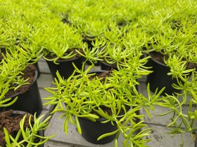 Alpinariumo augalas, šilokas, vazonėlio skersmuo 10 cm.