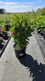 Daugiametė gėlė, saulainė, vazonėlio skersmuo 17 cm.