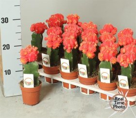 Kambarinis augalas, kaktusas "Gymnocalcylium", vazonėlio skersmuo 9 cm.