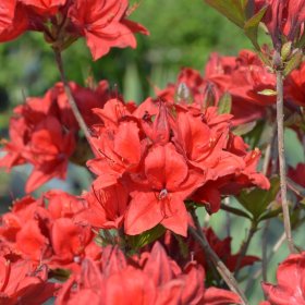 Dekoratyvinis krūmas, rododendras, įvairūs, vazonas 5 l.