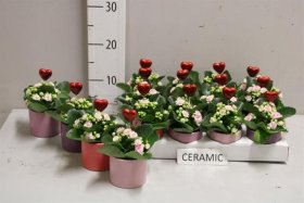 Kambarinis augalas, kalankė "Keramika", vazonėlio skersmuo 7 cm.