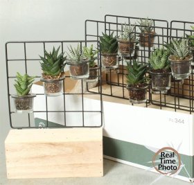 Kambarinis augalas, kompozicija "Sukulentas", 3 vnt., vazonėlio skersmuo 24 cm.