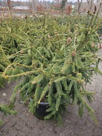 Spygliuotis, eglė paprastoji "Acrocona", aukštis 100-125 cm., vazonas 40 l.