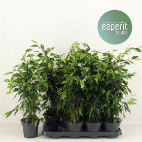 Kambarinis augalas, fikusas "Anastasia", vazonėlio skersmuo 14 cm.