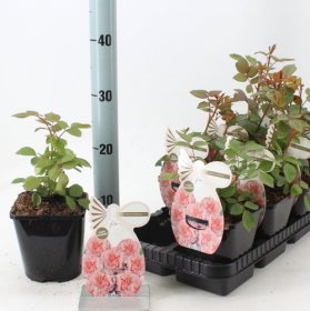 Daugiametė gėlė, rožė "Carminia", vazonėlio skersmuo 14 cm.