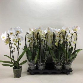 Kambarinis augalas, orchidėja (Phalaenopsis) "Cascade", vazonėlio skersmuo 12 cm.