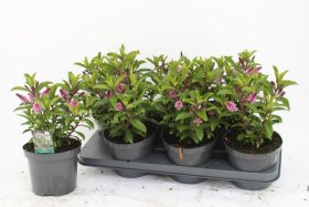 Dekoratyvinis krūmas, hebė "Tima S Ros", vazonėlio skersmuo 15 cm.