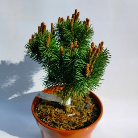 Spygliuotis, pušis kalninė "Mini Mops", vazono talpa 3 l.
