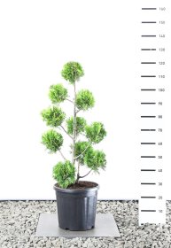 Spygliuotis, tuja vakarinė "Golden Brabant" (Pom Pom), aukštis 80-100 cm., vazonas 25 l.