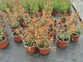 Daugiametė gėlė, kinmėtė, vazonėlio skersmuo 15 cm.