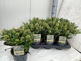 Dekoratyvinis krūmas, skimija "Godrie Dwarf", vazonėlio skersmuo 17 cm.