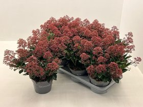 Dekoratyvinis krūmas, skimija "Rubella", vazonėlio skersmuo 15 cm.