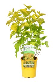 Dekoratyvinis krūmas, pūslenis, vazonas 2 l.