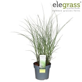 Žolinis augalas, miskantas "Gracilliumus", vazonėlio skersmuo 19 cm.