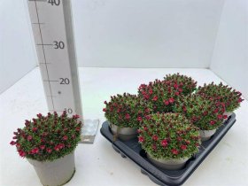 Alpinariumo augalas, uolaskėlė "Marto red", vazonėlio skersmuo 13 cm.