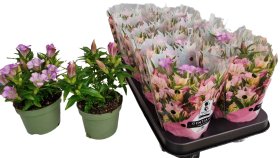Daugiametė gėlė, gencijonas "Pink Star", vazono skersmuo 11 cm.