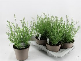 Daugiametė gėlė, levanda "Aroma White", vazonėlio skersmuo 17 cm.