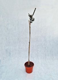 Spygliuotis, eglė paprastoji "Rydal", vazonas 5 l.