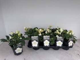 Daugiametė gėlė, eleboras "Advent Star", vazonėlio skersmuo 13 cm.