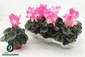 Kambarinis augalas, ciklamenas "Sup Fusion", vazonėlio skersmuo 13 cm.