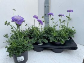 Daugiametė gėlė, žvaigždūnė, vazonėlio skersmuo 13 cm.