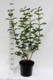 Dekoratyvinis krūmas, putinas paprastasis "Roseum", vazonas 7,5 l.